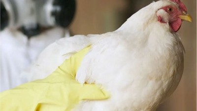 ABD’de Kuş Gribi Krizi: Türk Yumurtasına Talep Var!