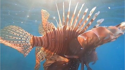 Ayvalık Denizinde 2 Yeni Tür Keşfedildi!