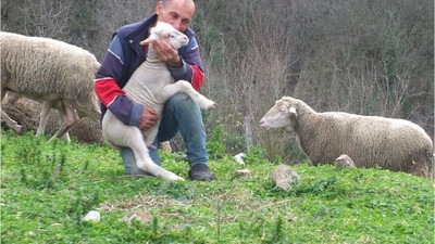 Balıkesir’in Kuzuları Nasıl Yetişir?
