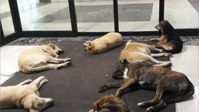 Bakanlıktan Yazı! Hastanelerde Sahipsiz Hayvan Kalmayacak