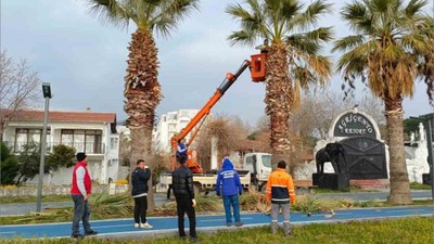 Erdek'te 25 Palmiye Ağacı Öldü! Vatandaşlar İsyan Etti