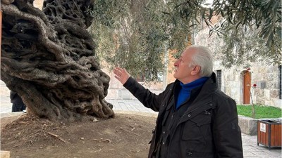 Bin 357 Yıldır Meyve Veren Tek Ağaç Türkiye’de