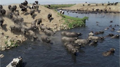 Burası Afrika Savanası Değil Balıkesir