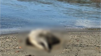 Balıkesir’de Yine Porsuk Ölüsü Bulundu