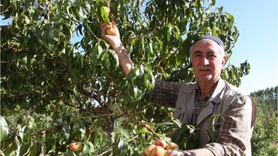 Balıkesir'de En Çok Hangi Meyve Yetişir?