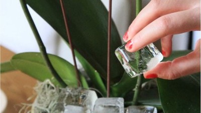Orkide Çiçeğinin Özelliği ve Bakımı