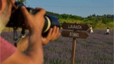 Balıkesir'in Lavanta Bahçeleri Nerede?