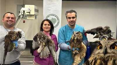 Balıkesir'de Yaralı Yaban Hayvanları Kurtarıldı!