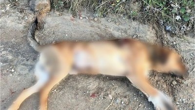 Balıkesir'de Sokak Köpeğini Silahla Vurdular!