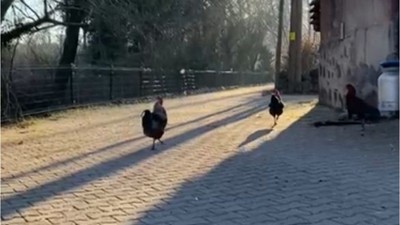 Savaştepe'nin O Köyü Tam Bir Kaçamak Noktası!