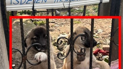 Bigadiç’te Kangal Yavruları Sahiplenmeyi Bekliyor
