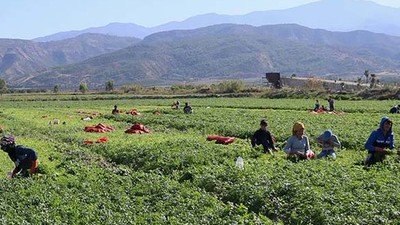 Balıkesir Tarımında Günlük Ücretler Açıklandı, Cinsiyet Farkı Dikkat Çekiyor!