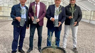 Balıkesir'de Yeni Zeytin Çeşidi 'Körfez10' Tescillendi!
