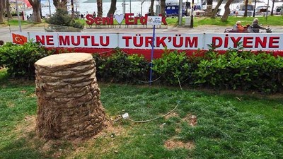 Erdek’te Palmiye Katliamı! Mücadele Yerine Ağaçlar Kesildi
