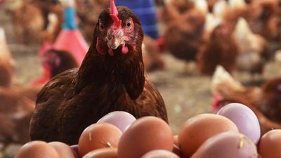 Ocak Ayı Kümes Hayvancılığı Üretimi Verileri Açıklandı