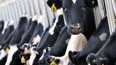 Ocak Ayı Süt ve Süt Ürünleri Üretimi İstatistikleri