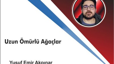 Uzun Ömürlü Ağaçlar: Doğanın En Yaşlı ve En Yüksek Canlıları