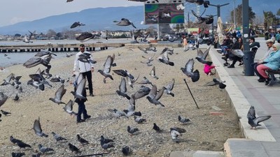 Akçay Sahilindeki Güvercinlerin Dansı Büyülüyor