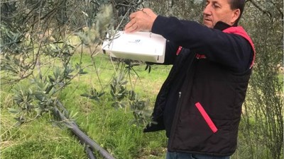 Balıkesir’de Zeytin Güvesine Karşı Alarm! Üreticiler Dikkat
