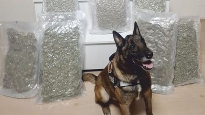Köpek Yaşa, 12 Kilo Esrarı “Burnu”yla Buldu!