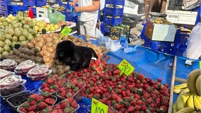Balıkesir'de Kara Tospik Çileği Tezgahlarda!