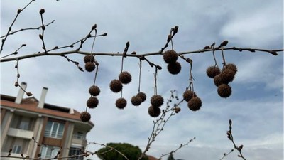 Balıkesir'de Bu Ağaca Bakan Ne Olduğunu Merak Ediyor