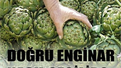 Balıkesir'de Enginar Seçme İpuçları