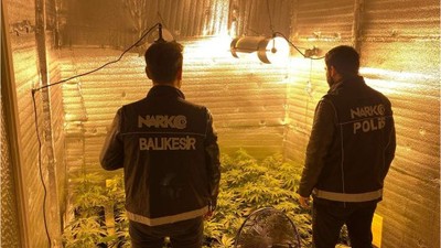 Ayvalık’ta Uyuşturucu Operasyonu: 28 Kenevir Bitkisi Ele Geçirildi!