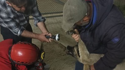 Edremit’te Çenesine Demir Saplanan Köpeği İtfaiye Kurtardı