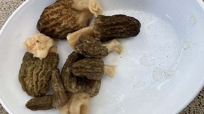 Kuzu Göbeği Nerelerde Kullanılır?