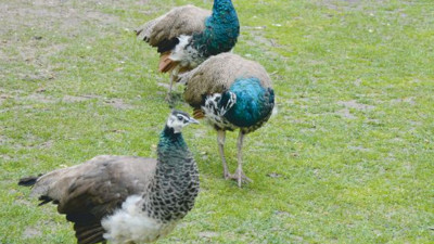 Yeniköy’ün Hindi ve Pekin Ördekleri
