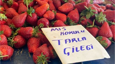 Balıkesir’de Çilek Sezonu Başladı