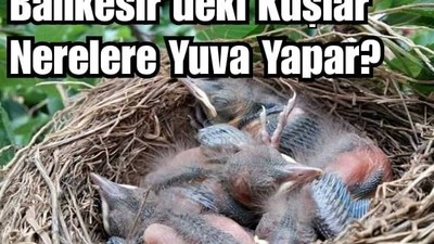Balıkesir’de Kuşlar Nerelere Yuva Yapar? Ne Zaman Yapar?