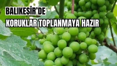 Balıkesir'de Koruklar Ne Zaman Toplanır?