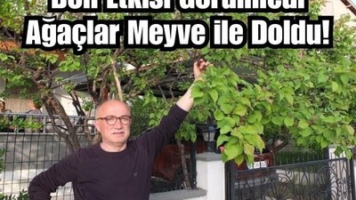 Burhaniye'de Kayısı Bolluğu Bayram Ettirdi