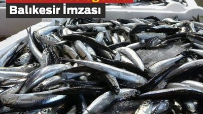 Balıkesir’in Hamsisi 20 Ülkeye Uçtu!