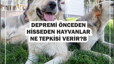 Depremi Hisseden Hayvanlar: Hangi Tepkileri Verirler?