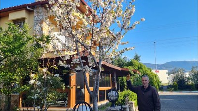 Edremit'te Sakura Güzelliği