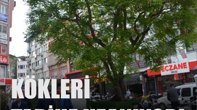 Balıkesir'in Tarihi Tesbih Ağacı
