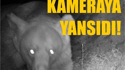 Balıkesir'de 'Haydut' Ayı Yakalandı!