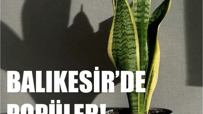 Balıkesirliler Kılıç Çiçeğine Yöneliyor