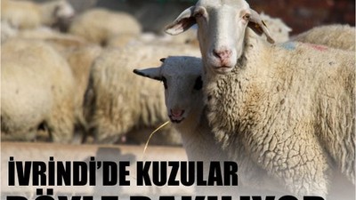 İvrindi Kuzularının Bakımı