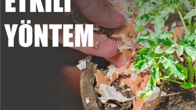 Balıkesir'de Saksılarda Yeni Trend: Yumurta Kabuğu