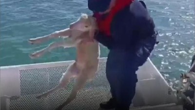 Cunda Açıklarında Denizde Sürüklenen Kuzu Kurtarıldı