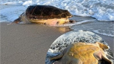 Ayvalık'ta Caretta Ölü Olarak Kıyıya Vurdu