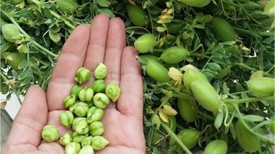 Balıkesir'de Taze Nohut Dönemi Başladı