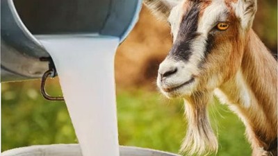 Balıkesir'de Keçi Sütü Nerelerde Bulunur?