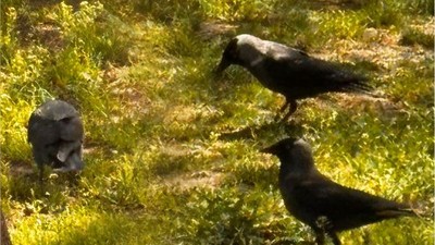 Balıkesir'de “Atışmalar” Başladı