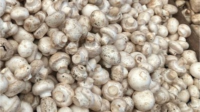 Balıkesir Pazarı'nda Mantar Fiyatları