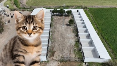 Nisan Ayında Açılıyor! Sokak Hayvanları İçin Büyük Müjde